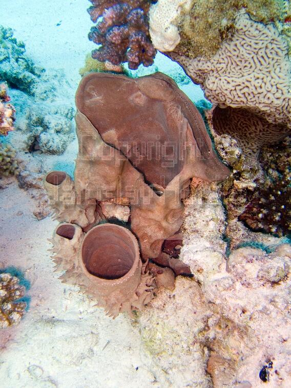 DSCF8505 kominovy koral